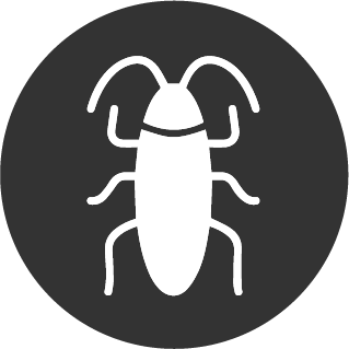 cucaracha