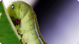 Insecticidas